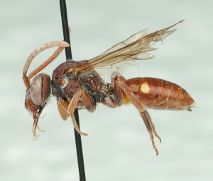  ( - CCDB-49423_E06)  @11 [ ] by  Cory Sheffield Royal Saskatchewan Museum