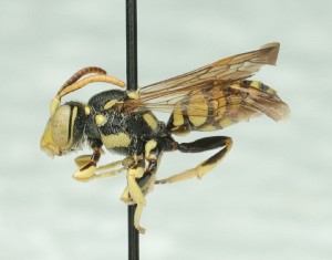  ( - CCDB-49423_F09)  @11 [ ] by  Cory Sheffield Royal Saskatchewan Museum