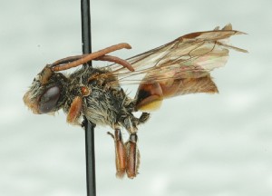  ( - CCDB-49423_H01)  @11 [ ] by  Cory Sheffield Royal Saskatchewan Museum