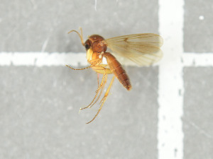  (Mycetophila cruciator - NHMO-DAR-11684)  @13 [ ] CreativeCommons - Attribution Non-Commercial Share-Alike (2016) Unspecified University of Oslo, Natural History Museum
