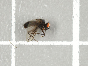  (Spilogona sp. GS01 - NHMO-DAR-11750)  @12 [ ] CreativeCommons - Attribution Non-Commercial Share-Alike (2016) Unspecified University of Oslo, Natural History Museum