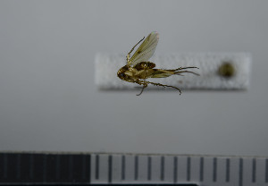  ( - NHMO10069732)  @11 [ ] No Rights Reserved (2013) Unspecified University of Oslo, Natural History Museum