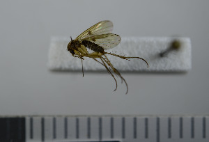 ( - NHMO10069734)  @12 [ ] No Rights Reserved (2013) Unspecified University of Oslo, Natural History Museum