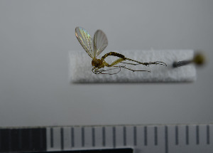  ( - NHMO10069745)  @12 [ ] No Rights Reserved (2013) Unspecified University of Oslo, Natural History Museum