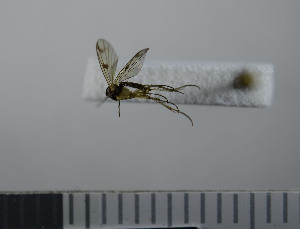  (Mycetophila marginata - NHMO10069758)  @12 [ ] No Rights Reserved (2013) Unspecified University of Oslo, Natural History Museum