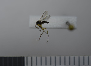  ( - NHMO10069779)  @12 [ ] No Rights Reserved (2013) Unspecified University of Oslo, Natural History Museum