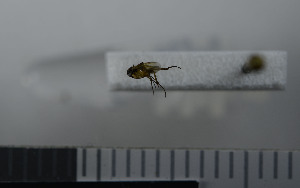  ( - NHMO10069786)  @11 [ ] No Rights Reserved (2013) Unspecified University of Oslo, Natural History Museum