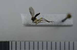  ( - NHMO10069791)  @12 [ ] No Rights Reserved (2013) Unspecified University of Oslo, Natural History Museum