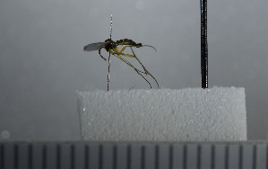  ( - NHMO10069795)  @12 [ ] No Rights Reserved (2013) Unspecified University of Oslo, Natural History Museum