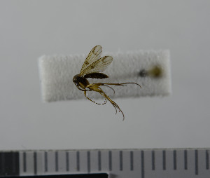  ( - NHMO10069804)  @12 [ ] No Rights Reserved (2013) Unspecified University of Oslo, Natural History Museum