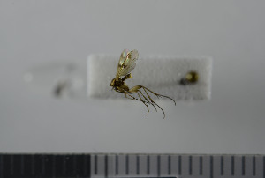  (Mycetophila lastovkai - NHMO10069805)  @12 [ ] No Rights Reserved (2013) Unspecified University of Oslo, Natural History Museum