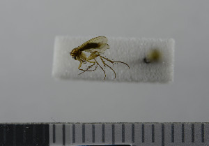  (Mycetophila ichneumonea - NHMO10069806)  @12 [ ] No Rights Reserved (2013) Unspecified University of Oslo, Natural History Museum