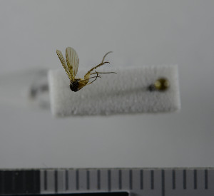  (Mycetophila unicolor - NHMO10069808)  @11 [ ] No Rights Reserved (2013) Unspecified University of Oslo, Natural History Museum