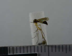  ( - NHMO10069810)  @12 [ ] No Rights Reserved (2013) Unspecified University of Oslo, Natural History Museum