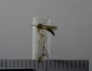  ( - NHMO10069811)  @12 [ ] No Rights Reserved (2013) Unspecified University of Oslo, Natural History Museum