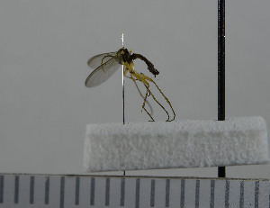  ( - NHMO10069819)  @12 [ ] No Rights Reserved (2013) Unspecified University of Oslo, Natural History Museum