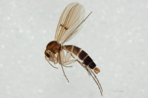  (Mycetophila cf. evanida - NHMO_MYC00040)  @11 [ ] Copyright (2010) K. Sund University of Oslo