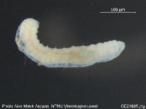  ( - CE21665)  @12 [ ] CreativeCommons - Attribution Non-Commercial Share-Alike (2015) NTNU University Museum, Department of Natural History NTNU University Museum, Department of Natural History