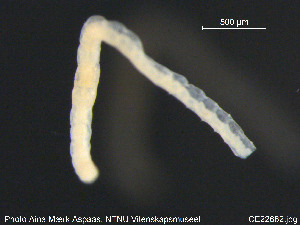  (Pirodrilus minutus - CE22682)  @11 [ ] CreativeCommons - Attribution Non-Commercial Share-Alike (2015) NTNU University Museum, Department of Natural History NTNU University Museum, Department of Natural History