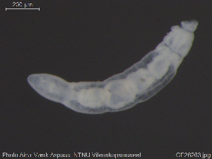  ( - CE28263)  @11 [ ] Creative Commons  Attribution Non-Commercial Share-Alike (2019) NTNU University Museum, Department of Natural History NTNU University Museum, Department of Natural History