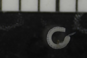  (Aulodrilus sp - CE28671)  @11 [ ] CreativeCommons - Attribution Share-Alike (2017) Christer Erséus University of Gothenburg