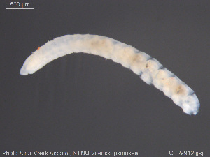  ( - CE29912)  @11 [ ] Creative Commons  Attribution Non-Commercial Share-Alike (2019) NTNU University Museum, Department of Natural History NTNU University Museum, Department of Natural History