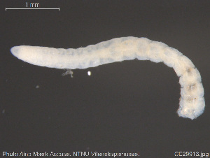  (Aulodrilus japonicus - CE29913)  @11 [ ] Creative Commons  Attribution Non-Commercial Share-Alike (2019) NTNU University Museum, Department of Natural History NTNU University Museum, Department of Natural History