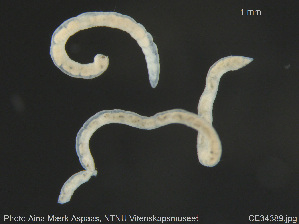  ( - CE34389)  @11 [ ] Creative Commons  Attribution Non-Commercial Share-Alike (2019) NTNU University Museum, Department of Natural History NTNU University Museum, Department of Natural History