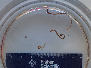  (Siphonenteron sp. BOBA004 - BON_59_2020)  @11 [ ] CreativeCommons - Attribution Share-Alike (2023) Eric Sanford University of California, Davis