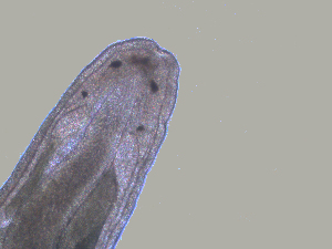  (Tetrastemma sp. BOBA029 - B4_2019)  @11 [ ] CreativeCommons - Attribution Share-Alike (2023) Eric Sanford University of California, Davis