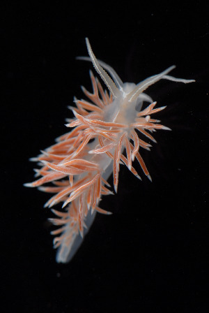  ( - NTNU-VM-76158)  @11 [ ] Creative Commons  Attribution Non-Commercial Share-Alike (2019) NTNU University Museum, Department of Natural History NTNU University Museum, Department of Natural History