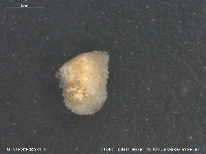  ( - NTNU-VM-68523)  @11 [ ] Creative Commons  Attribution Non-Commercial Share-Alike (2019) NTNU University Museum, Department of Natural History NTNU University Museum, Department of Natural History