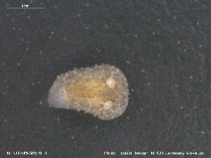  ( - NTNU-VM-68539)  @11 [ ] Creative Commons  Attribution Non-Commercial Share-Alike (2019) NTNU University Museum, Department of Natural History NTNU University Museum, Department of Natural History