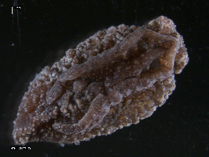  ( - TB430)  @11 [ ] CreativeCommons - Attribution Non-Commercial Share-Alike (2011) NTNU Vitenskapsmuseet NTNU Museum of Natural History and Archaeology