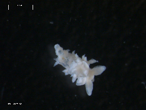  ( - TB462)  @13 [ ] CreativeCommons - Attribution Non-Commercial Share-Alike (2011) NTNU Vitenskapsmuseet NTNU Museum of Natural History and Archaeology
