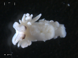  ( - TB467)  @13 [ ] CreativeCommons - Attribution Non-Commercial Share-Alike (2011) NTNU Vitenskapsmuseet NTNU Museum of Natural History and Archaeology