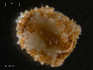  ( - TB479)  @12 [ ] CreativeCommons - Attribution Non-Commercial Share-Alike (2011) NTNU Vitenskapsmuseet NTNU Museum of Natural History and Archaeology