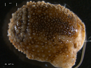  ( - TB480)  @12 [ ] CreativeCommons - Attribution Non-Commercial Share-Alike (2011) NTNU Vitenskapsmuseet NTNU Museum of Natural History and Archaeology