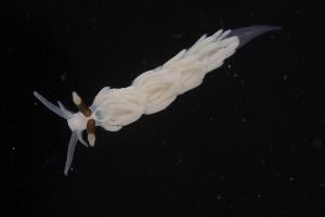  ( - NTNU-VM-76176)  @11 [ ] Creative Commons  Attribution Non-Commercial Share-Alike (2019) Bernard Picton National Museum of Northern Ireland