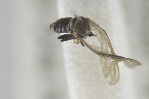  ( - NHMO-ENT-298911)  @12 [ ] CreativeCommons - Attribution Non-Commercial Share-Alike (2019) Unspecified University of Oslo, Natural History Museum