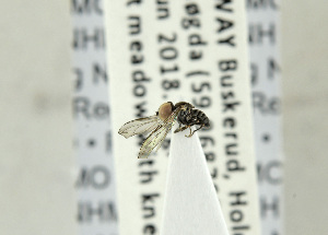  ( - NHMO-ENT-440931)  @12 [ ] CreativeCommons - Attribution Non-Commercial Share-Alike (2019) Unspecified University of Oslo, Natural History Museum