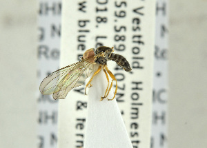  ( - NHMO-ENT-440727)  @12 [ ] CreativeCommons - Attribution Non-Commercial Share-Alike (2019) Unspecified University of Oslo, Natural History Museum