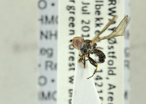  ( - NHMO-ENT-440690)  @12 [ ] CreativeCommons - Attribution Non-Commercial Share-Alike (2019) Unspecified University of Oslo, Natural History Museum