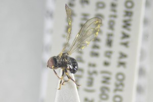  ( - NHMO-ENT-441405)  @12 [ ] CreativeCommons - Attribution Non-Commercial Share-Alike (2019) Unspecified University of Oslo, Natural History Museum