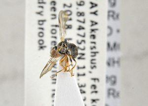  ( - NHMO-ENT-440929)  @11 [ ] CreativeCommons - Attribution Non-Commercial Share-Alike (2019) Unspecified University of Oslo, Natural History Museum