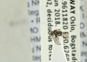  ( - NHMO-ENT-440959)  @12 [ ] CreativeCommons - Attribution Non-Commercial Share-Alike (2019) Unspecified University of Oslo, Natural History Museum