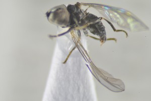  ( - NHMO-ENT-441356)  @12 [ ] CreativeCommons - Attribution Non-Commercial Share-Alike (2019) Unspecified University of Oslo, Natural History Museum