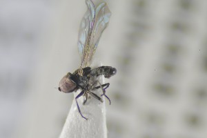  ( - NHMO-ENT-441418)  @12 [ ] CreativeCommons - Attribution Non-Commercial Share-Alike (2019) Unspecified University of Oslo, Natural History Museum