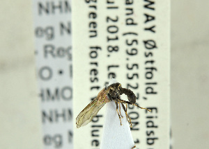  ( - NHMO-ENT-440861)  @12 [ ] CreativeCommons - Attribution Non-Commercial Share-Alike (2019) Unspecified University of Oslo, Natural History Museum