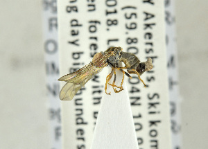  ( - NHMO-ENT-440771)  @11 [ ] CreativeCommons - Attribution Non-Commercial Share-Alike (2019) Unspecified University of Oslo, Natural History Museum